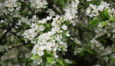 white flowering trees identification